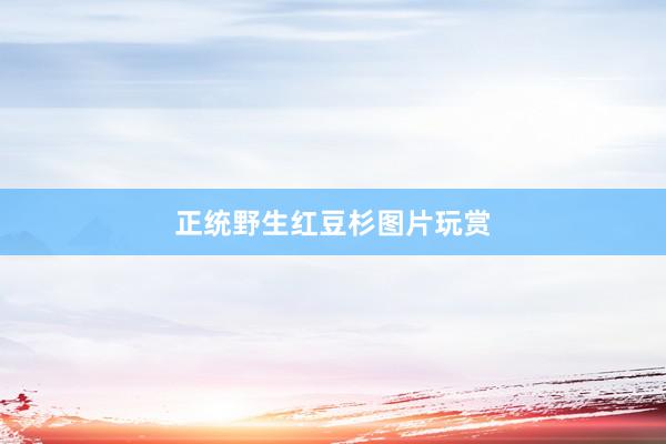正统野生红豆杉图片玩赏